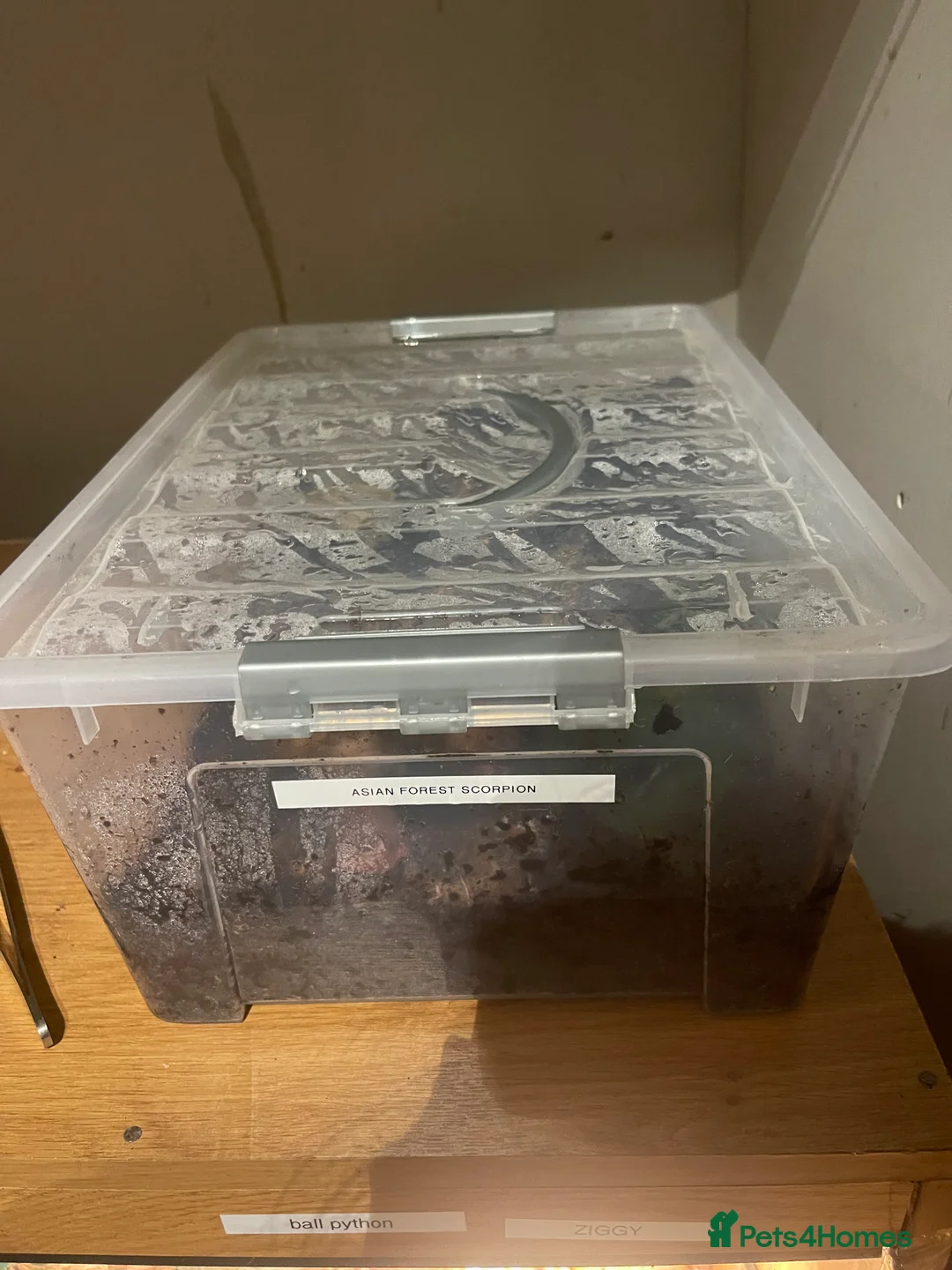 Tarantulas invertebrates for sale: Tarantula’s + scorpion for sale  - Advert 6