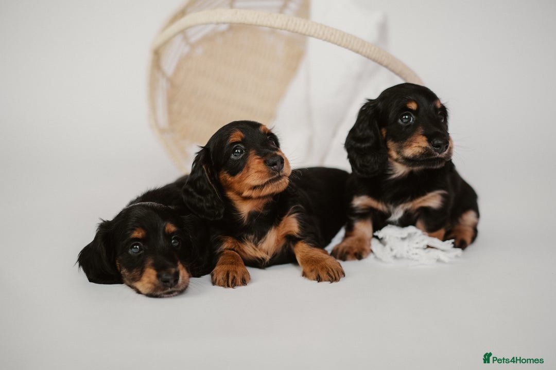 Miniature Dachshund dogs for sale: 🌿🌸🌳KC LONGHAIR MINI DACHSHUND PUPS🌳🌸🌿 - Image 22