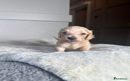 Miniature Dachshund dogs for sale: Clear Cream Miniature Dachsunds - Image 6