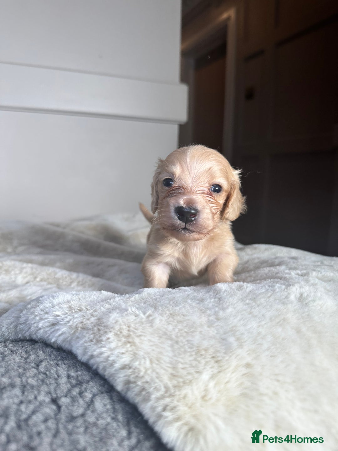 Miniature Dachshund dogs for sale: Clear Cream Miniature Dachsunds - Image 6