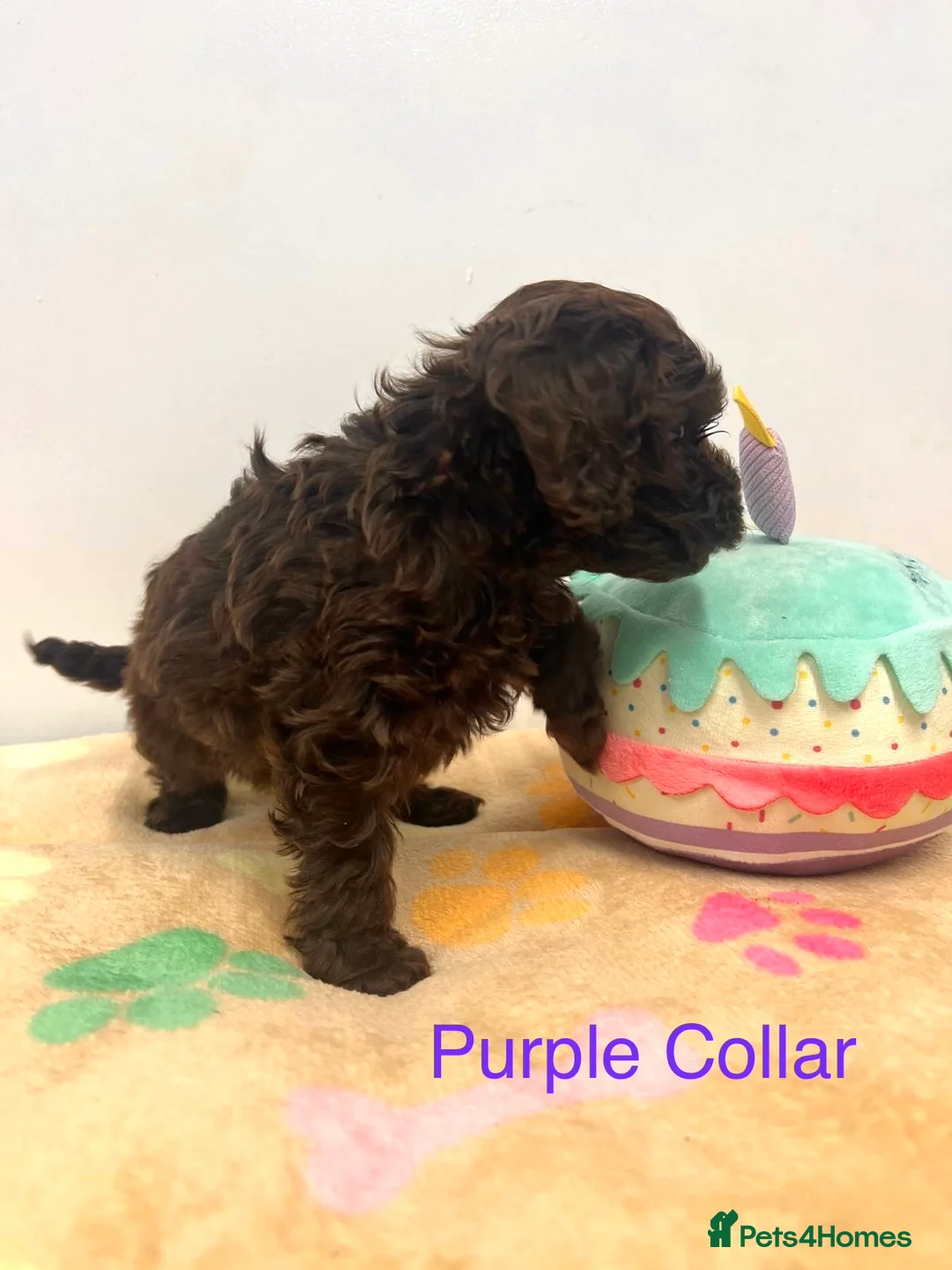 Cockapoo dogs for sale: Lovely American Cockapoo Pups Chocolates & Merles  - Advert 8