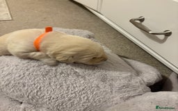 Labrador Retriever dogs for sale: Beautiful chunky yellow  Labrador puppy’s  - Image 20