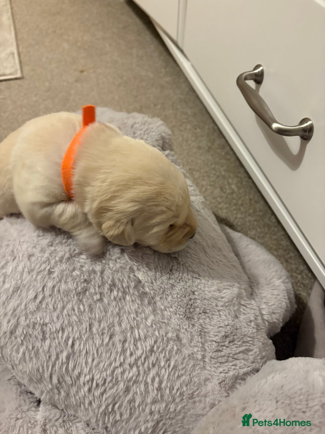 Labrador Retriever dogs for sale: Beautiful chunky yellow  Labrador puppy’s  - Image 20