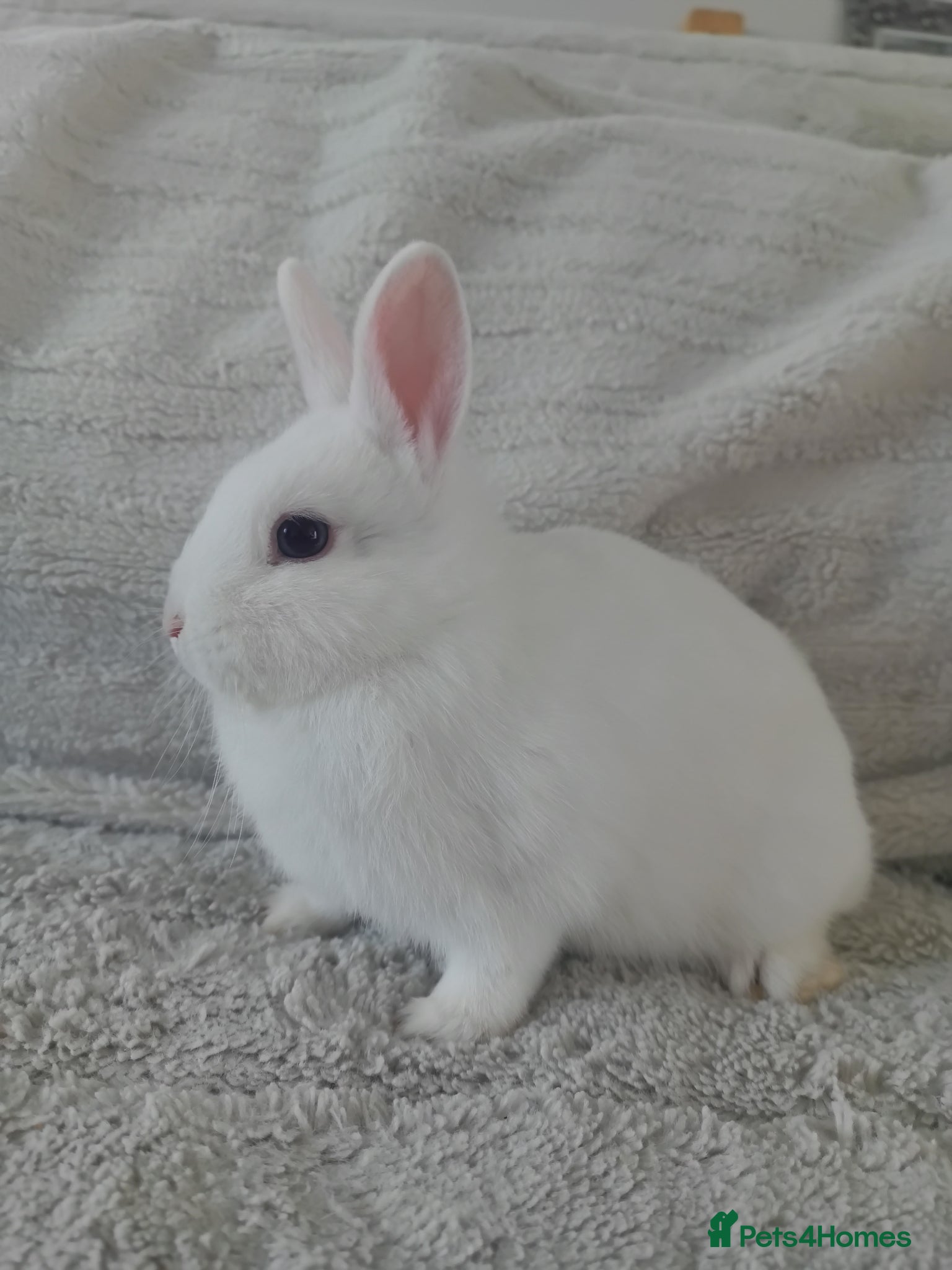 Netherland Dwarf rabbits Netherland Dwarf Blue Eyed Rabbit (Reserved) - Advert 4