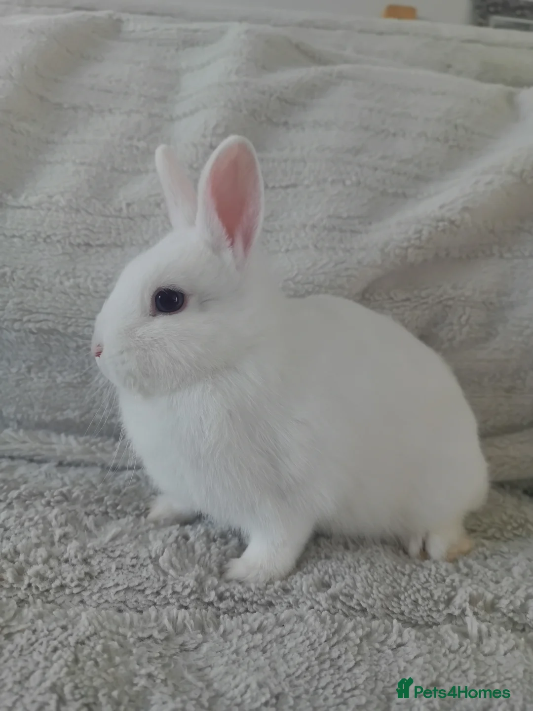 Netherland Dwarf rabbits for sale: Netherland Dwarf Blue Eyed Rabbit (Reserved) - Advert 1