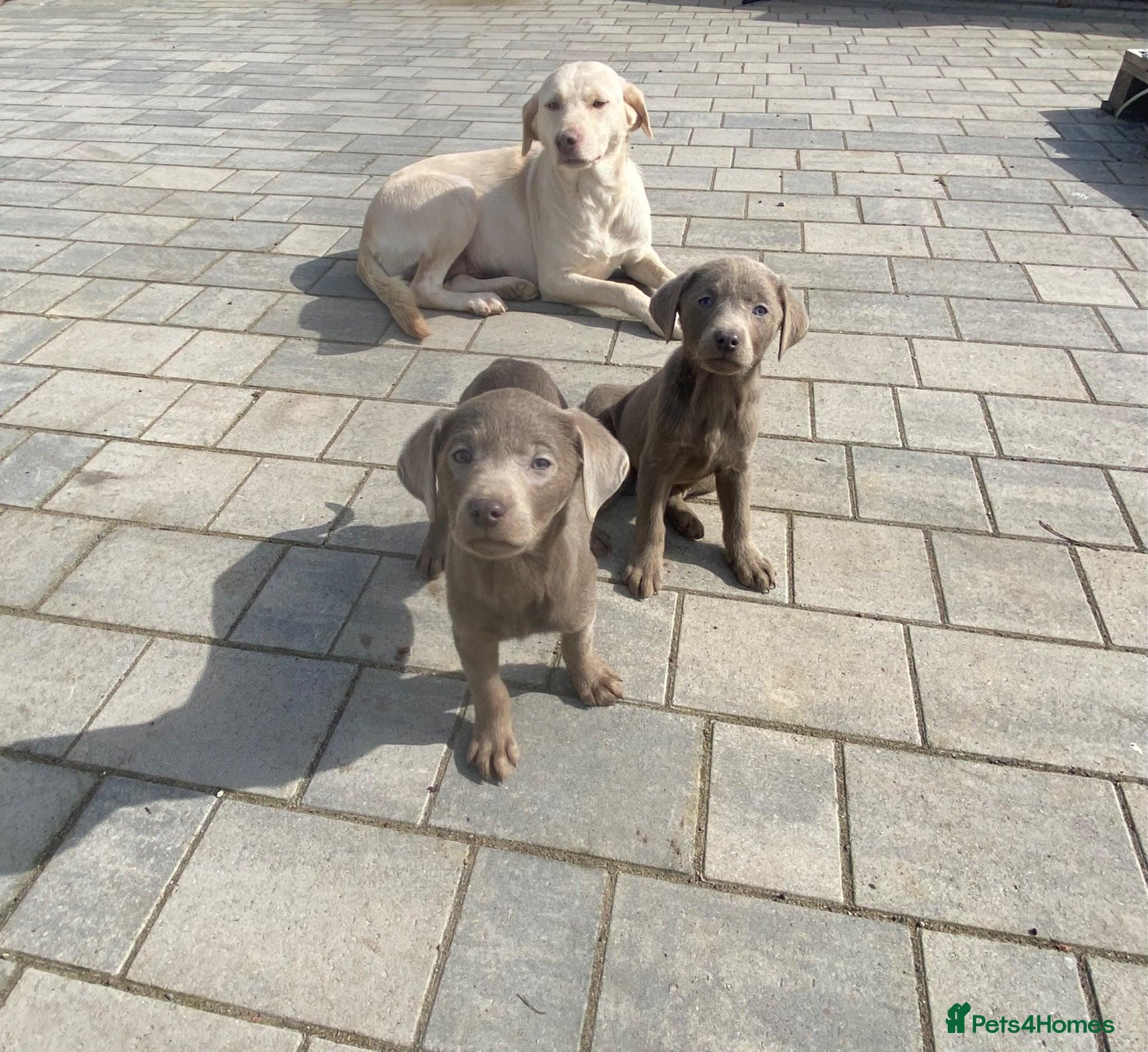 Labrador Retriever dogs Silver Labrador retriver - Advert 3