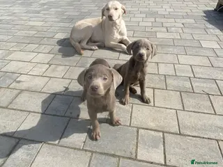 Labrador Retriever dogs Silver Labrador retriver - Advert 3