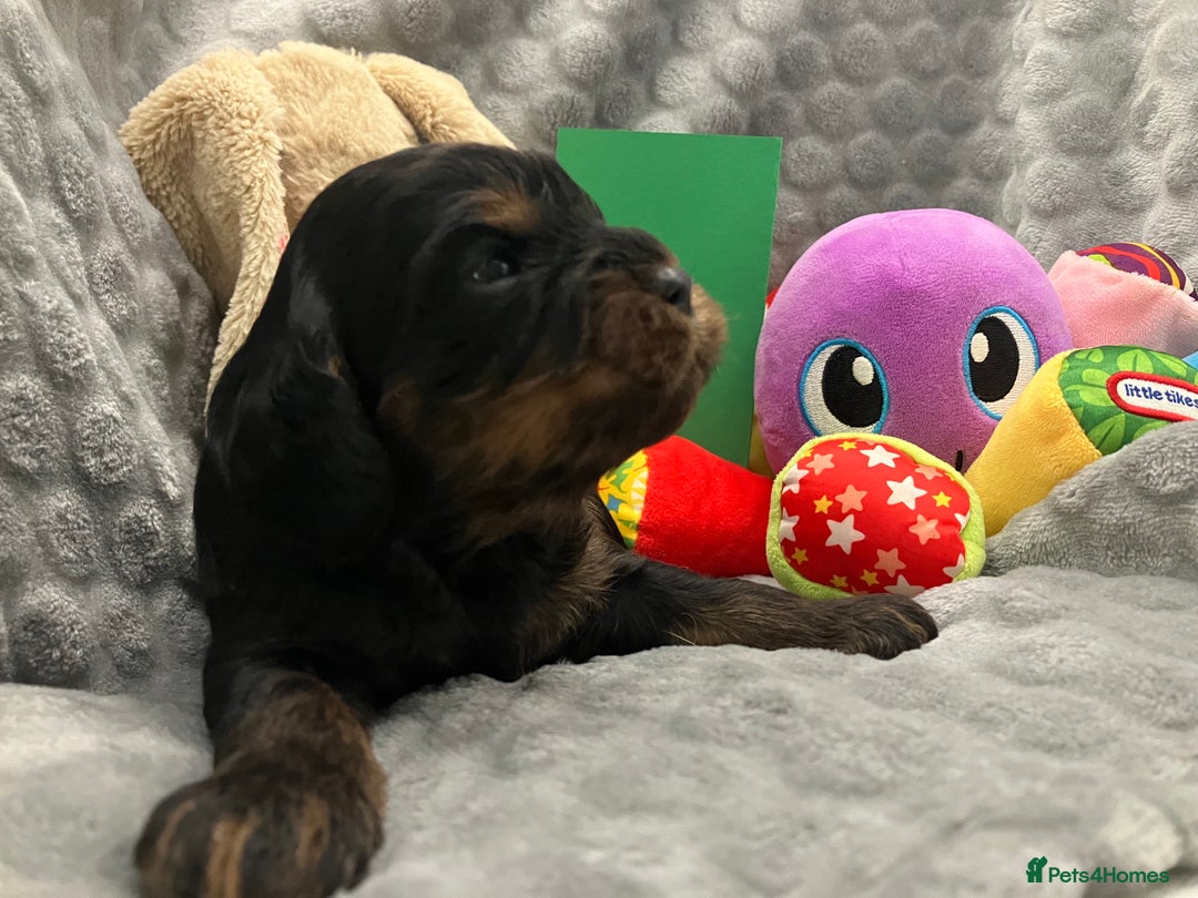 Cavapoo dogs for sale: F1 Cavapoo Puppies from Heath Tested Parents - Image 7