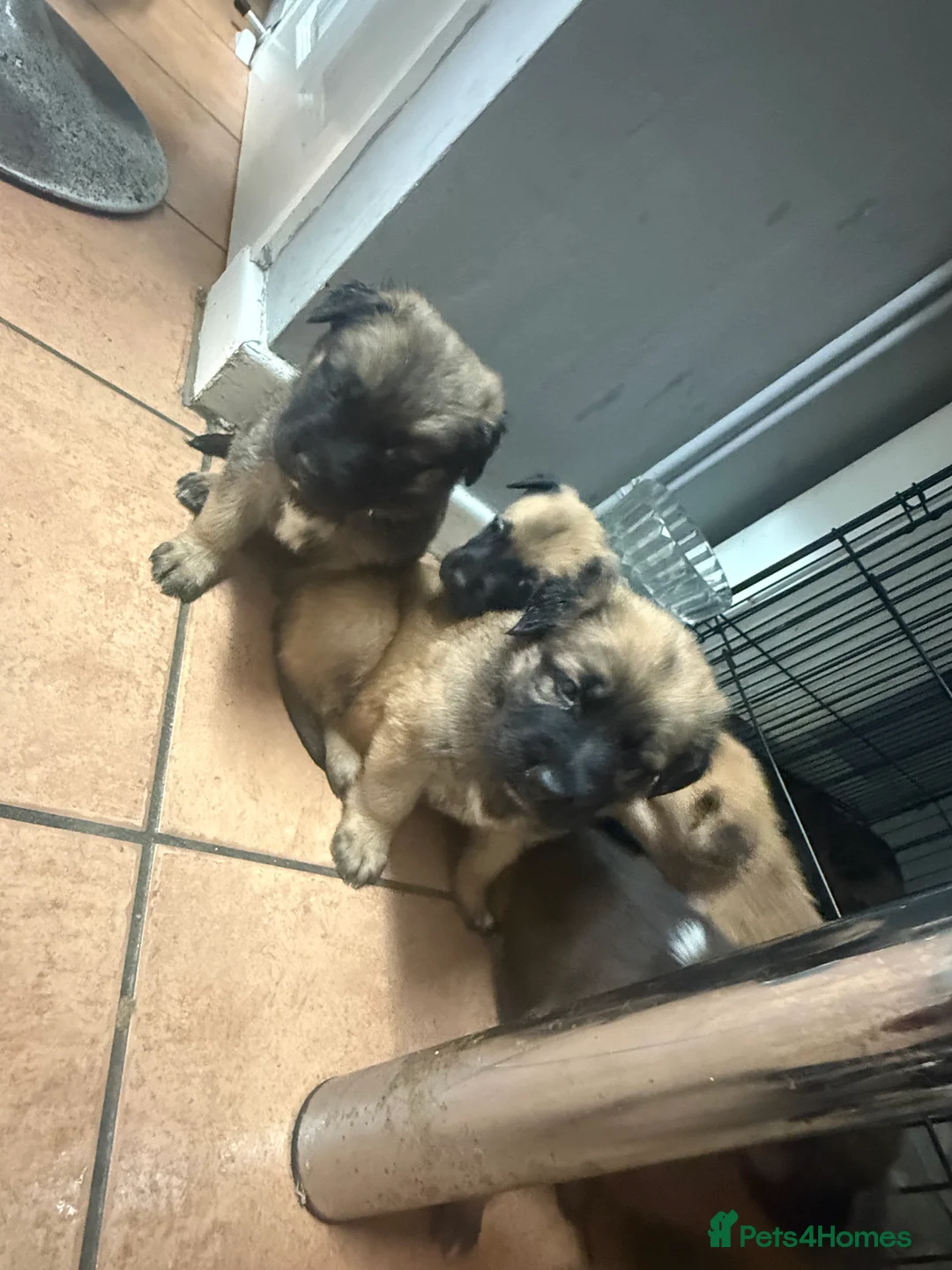 Mixed Breed dogs for sale: 10 puppy’s 6 boys 4 girls ready to leave  - Advert 2