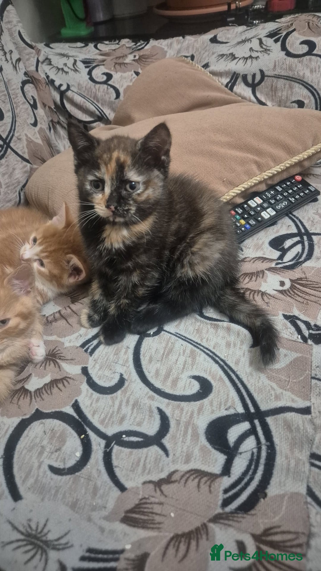 Mixed Breed cats for sale: Half British shorthair kittens - Advert 6