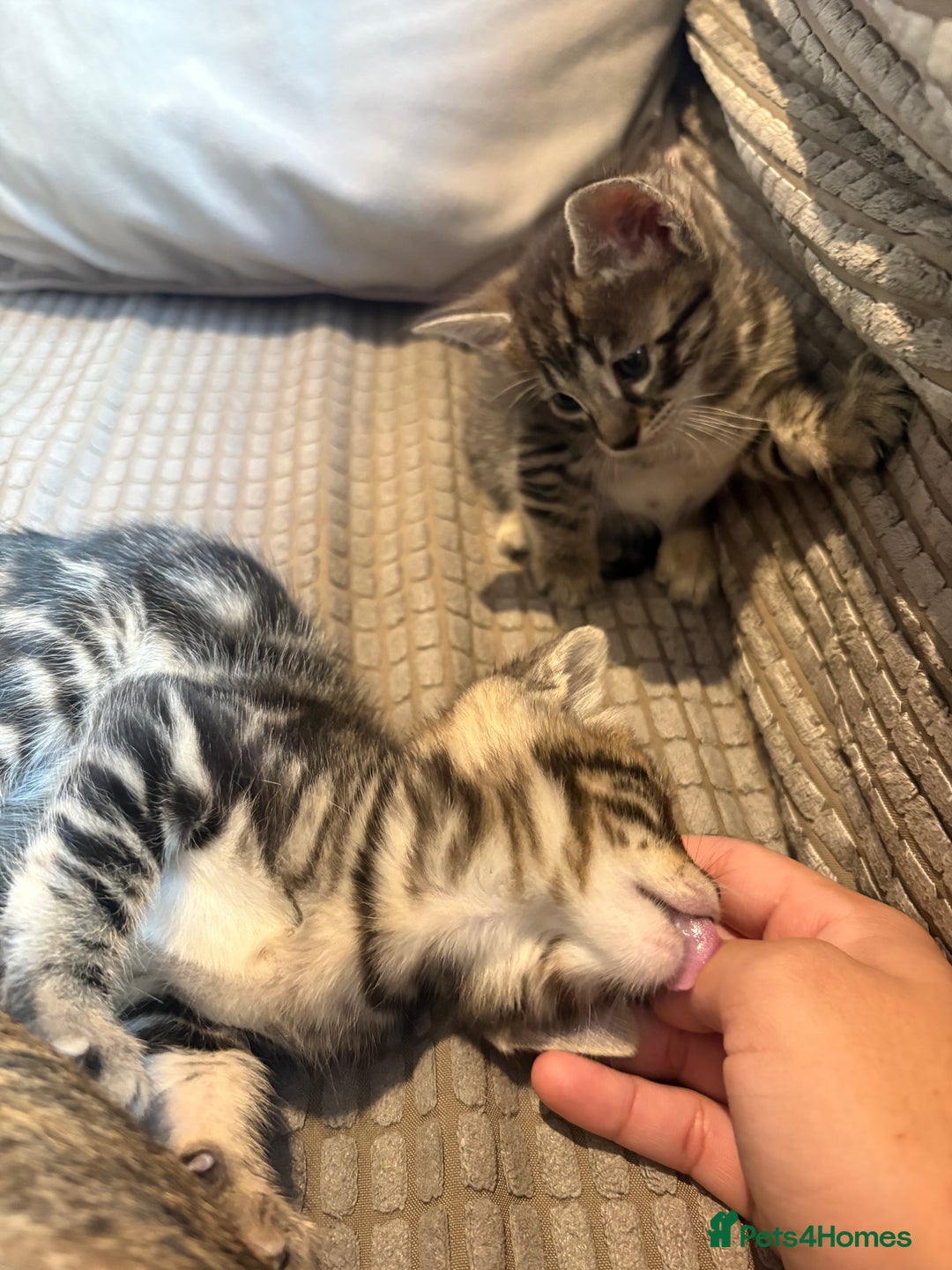 Bengal cats for sale: bengal kittens  - Advert 10