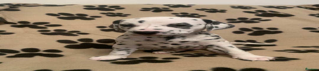 Dalmatian Puppy 1