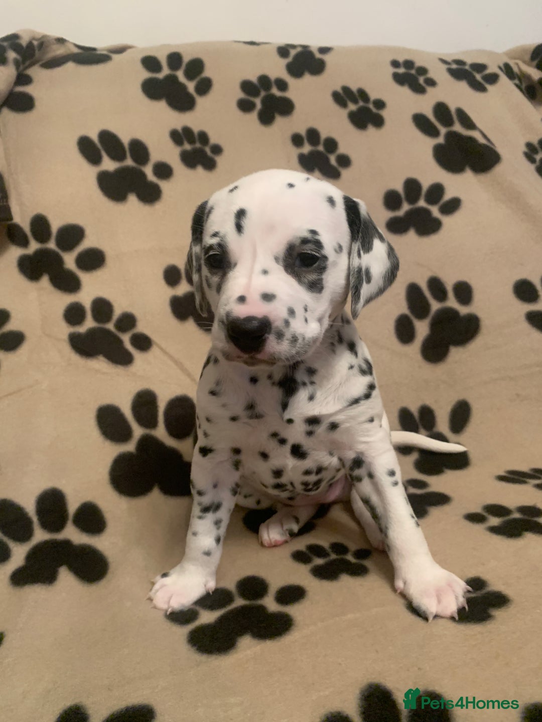 Dalmatian dogs for sale: KC Dalmatian Puppies  - Image 2