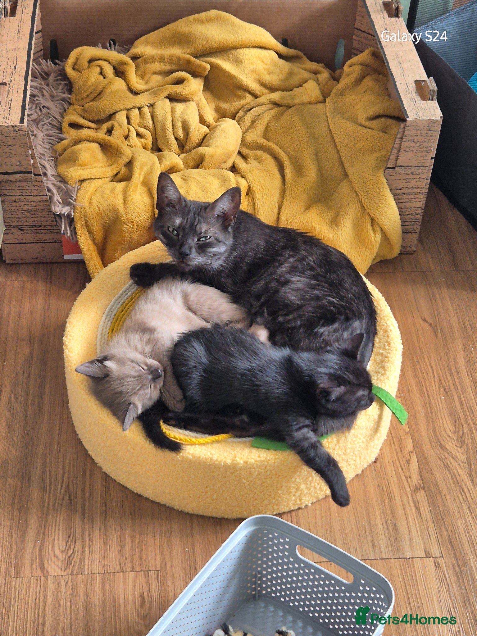 Mixed Breed cats 2 gorgeous girls  - Advert 1