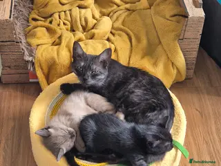 Mixed Breed cats 2 gorgeous girls - Advert 1