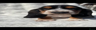Basset Hound lime green collar
