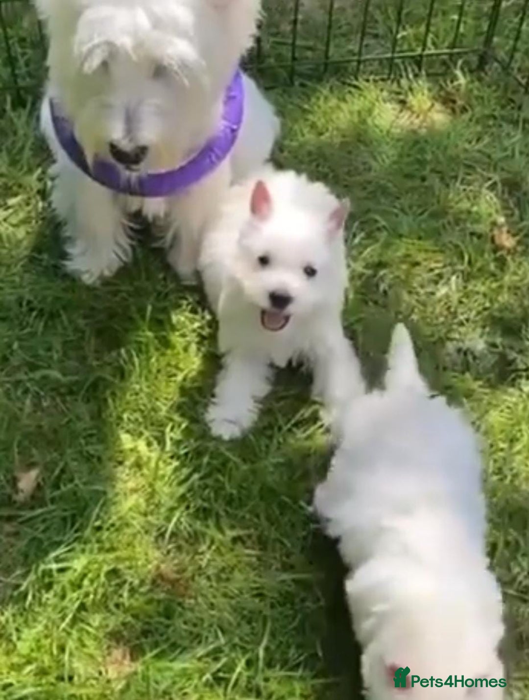 West Highland Terrier dogs for sale: 🤍🐾 Charming West Highland White Terrier Pups 🐶✨ - Image 6