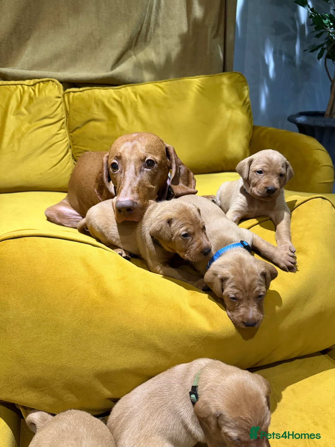 Mixed Breed dogs for sale: Vizslador Puppies (Hungarian Vizsla x Fox Red Lab) - Advert 2