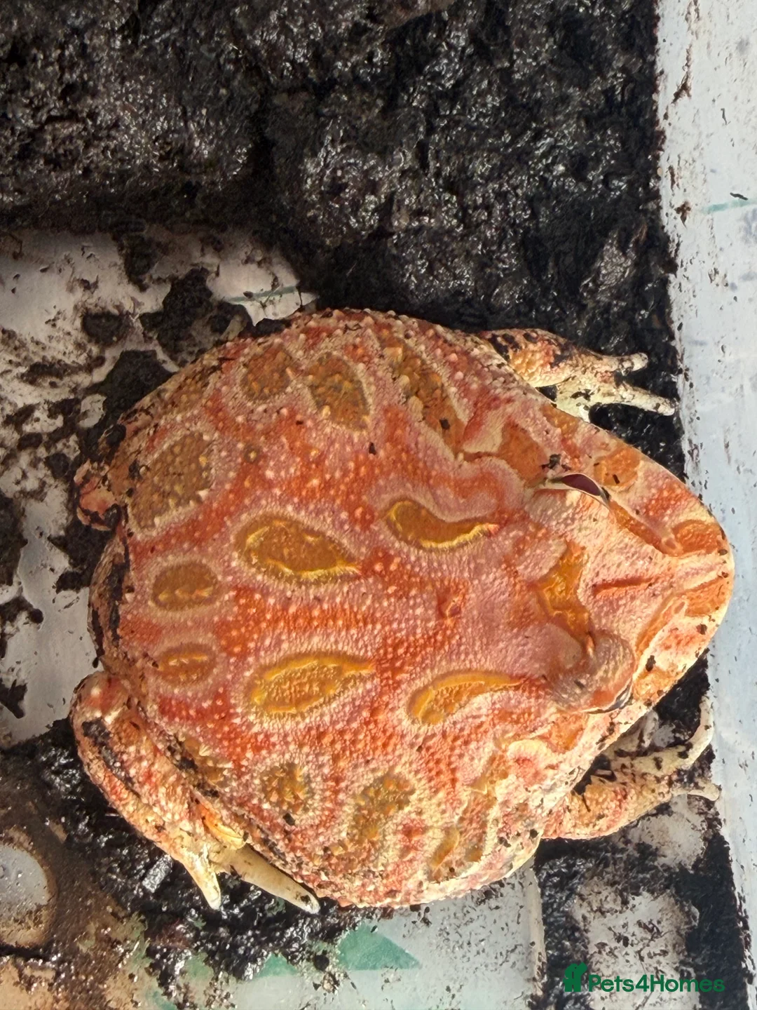 Frog reptiles for sale: Pac-Man frogs x5 different colours  - Advert 3