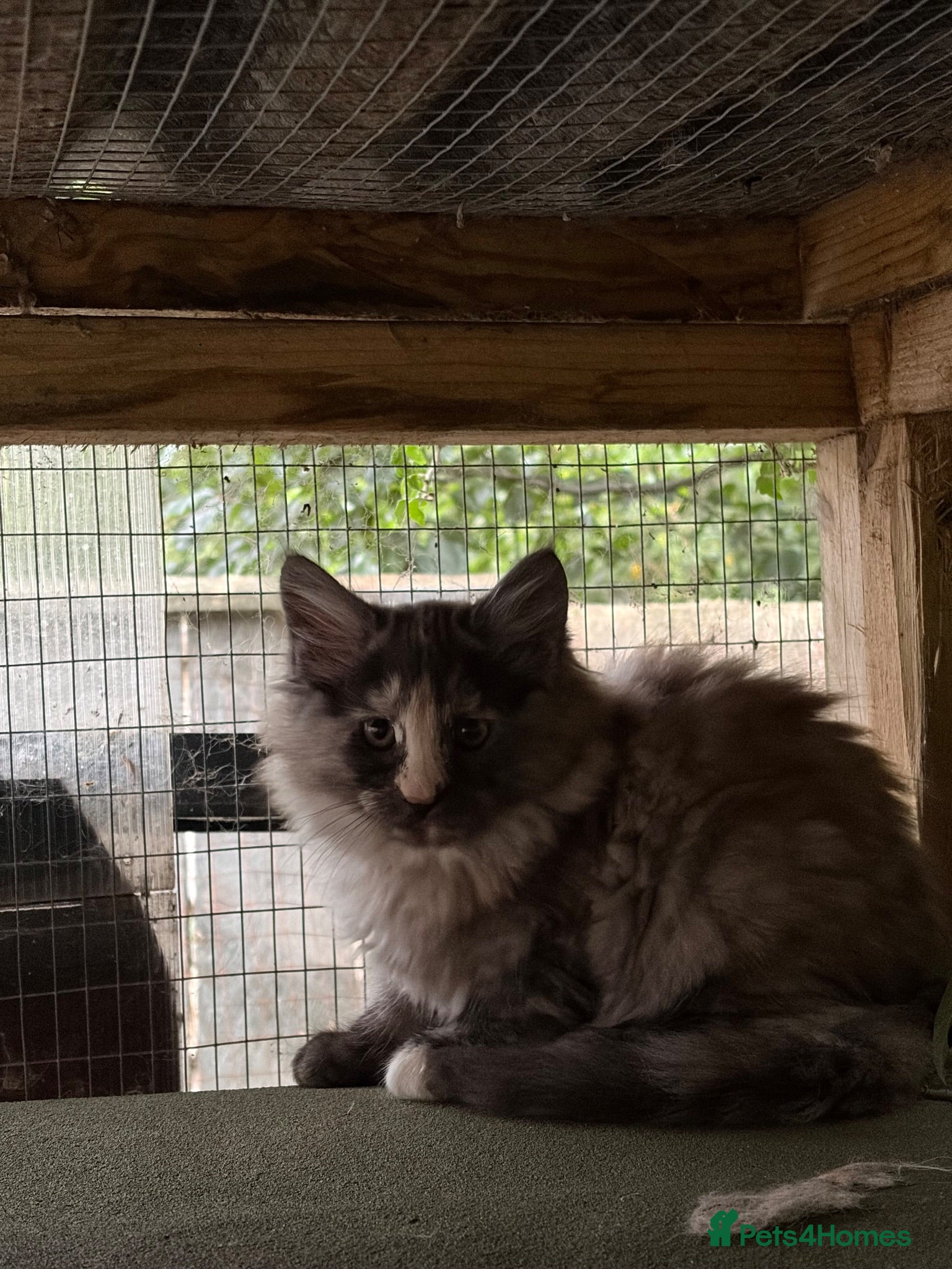 Maine Coon cats Pedigree Maine Coon kittens girls  - Advert 1