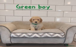 Poochon dogs for sale: Poochon puppies 🥰 - Image 14