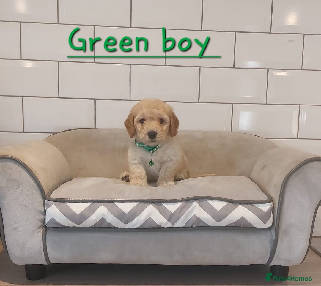 Poochon dogs for sale: Poochon puppies 🥰 - Image 14