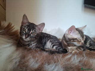 Bengal cats Wonderful bengal kittens TICA registered - Advert 1