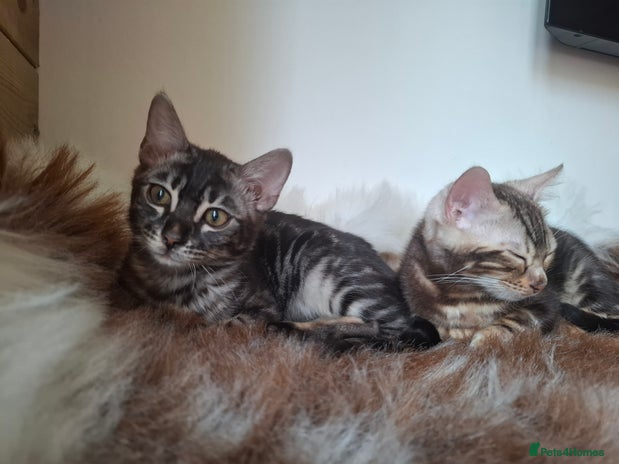 Bengal cats Wonderful bengal kittens TICA registered - Advert 3