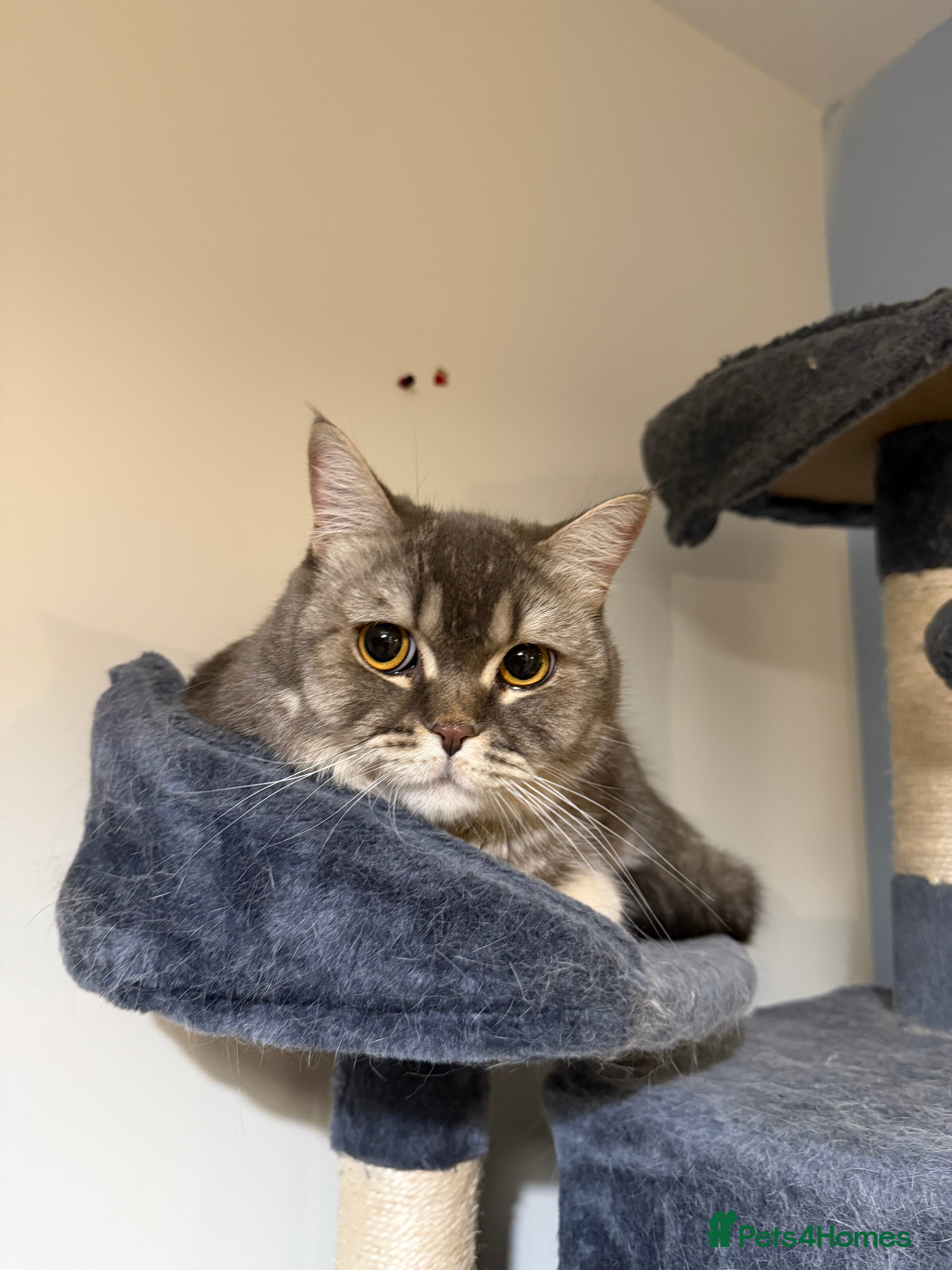 Mixed Breed cats Scottish Straight for adoption in Derby - Advert 1