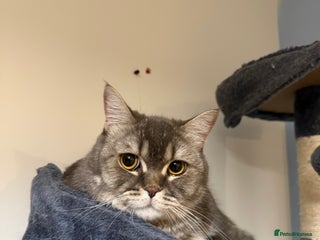 Mixed Breed cats Scottish Straight for adoption in Derby - Advert 1