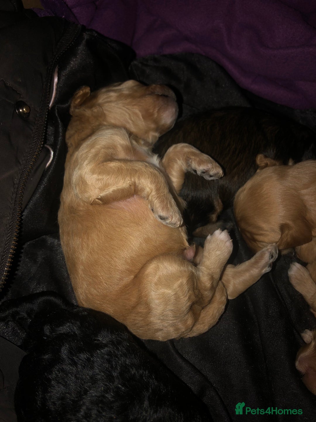 Cockapoo dogs for sale: Cockapoo puppies  - Advert 5