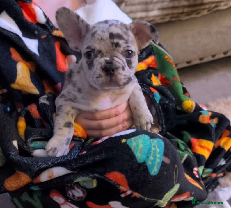 French Bulldog dogs 1 GIRL REMAINING FROM LITTER OF 5 FRENCH BULLDOGS  - Advert 2