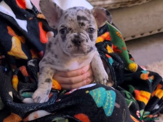 French Bulldog dogs 1 GIRL REMAINING FROM LITTER OF 5 FRENCH BULLDOGS - Advert 2