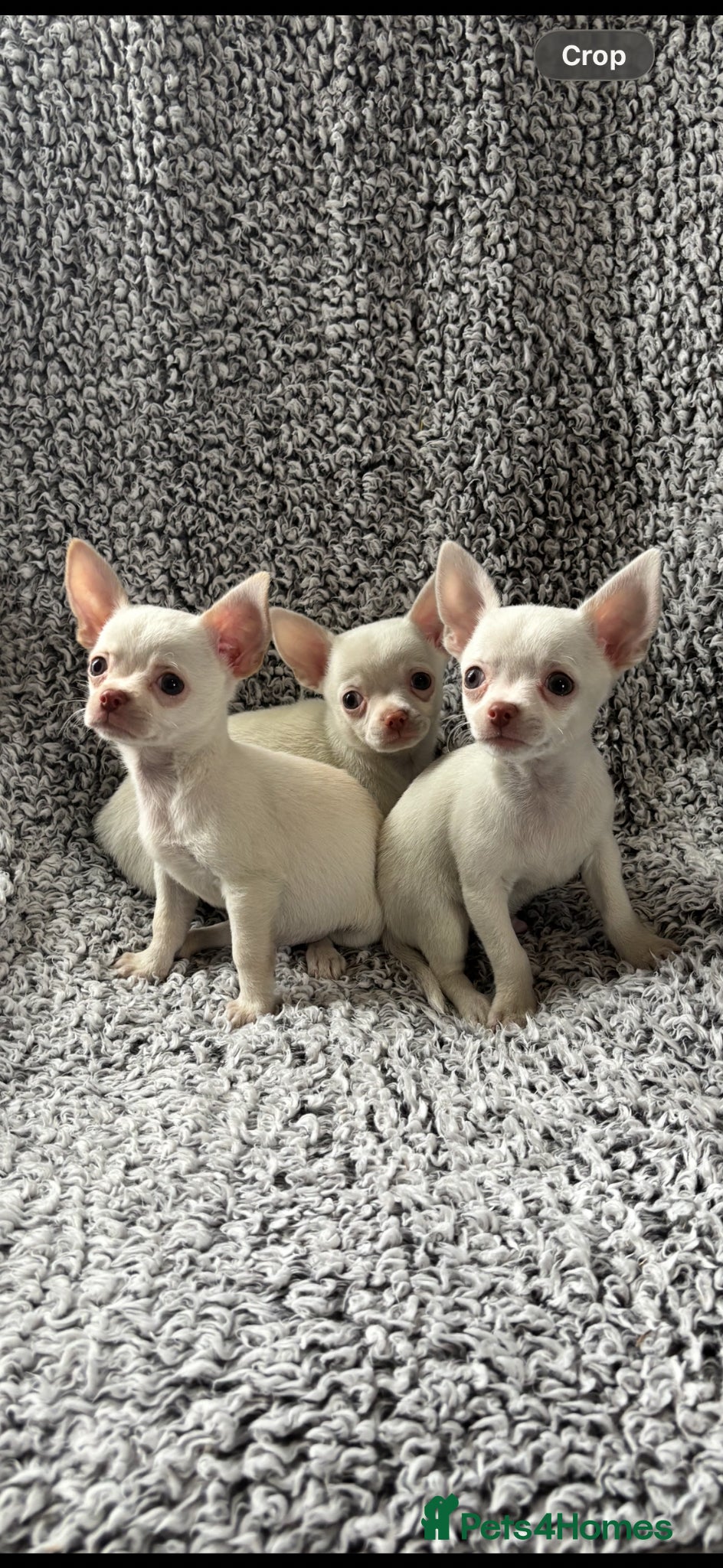 Chihuahua dogs Chihuahua puppy’s ( ready now) - Advert 4