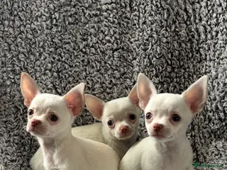 Chihuahua dogs Chihuahua puppy’s ( ready now) - Advert 4
