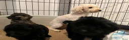 Toy Poodle dogs for sale: Toy poodles for sale - Advert 9