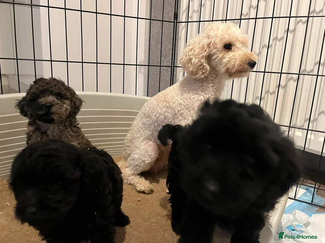 Toy Poodle dogs for sale: Toy poodles for sale - Advert 9