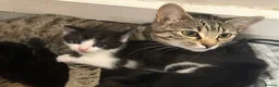Mixed Breed cats for sale: kittens available immediately  in Cannock - Advert 3