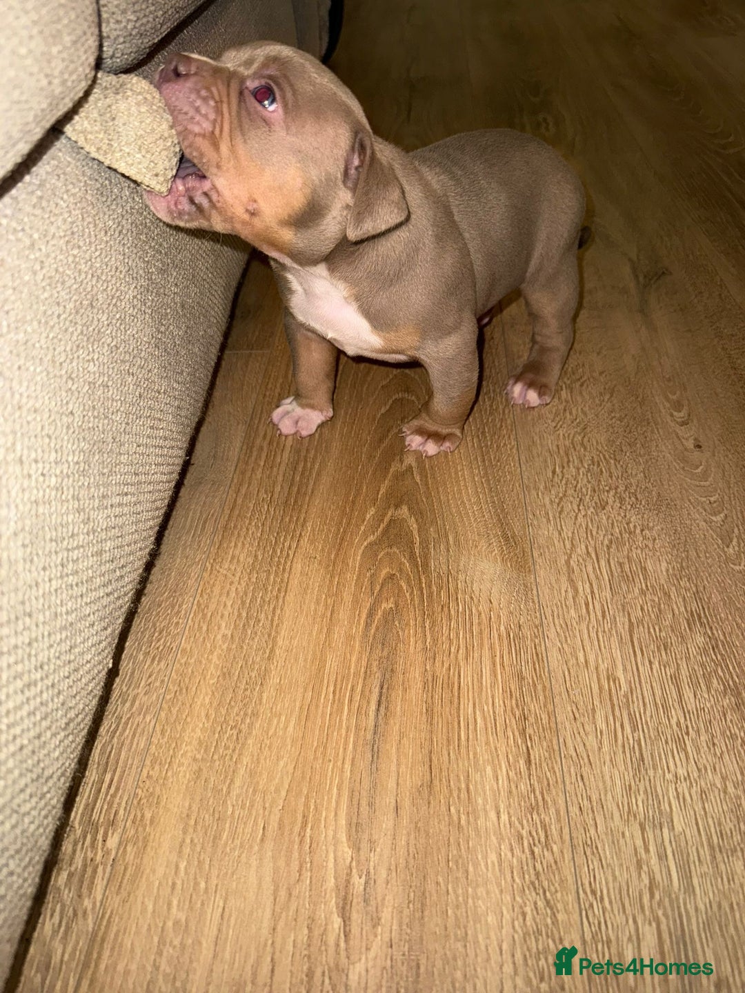 American Bully dogs for sale: Pocket bully pups - Advert 20
