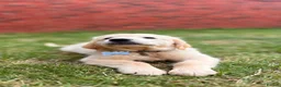 Golden Retriever dogs for sale: Golden retriver Ollie - Advert 4