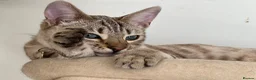Bengal cats for sale: LaRusso–Stunning Young Snow Bengal w/ Blue Eyes - Advert 8