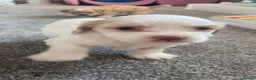 Mixed Breed dogs for sale: Hybrid dogs - Advert 23