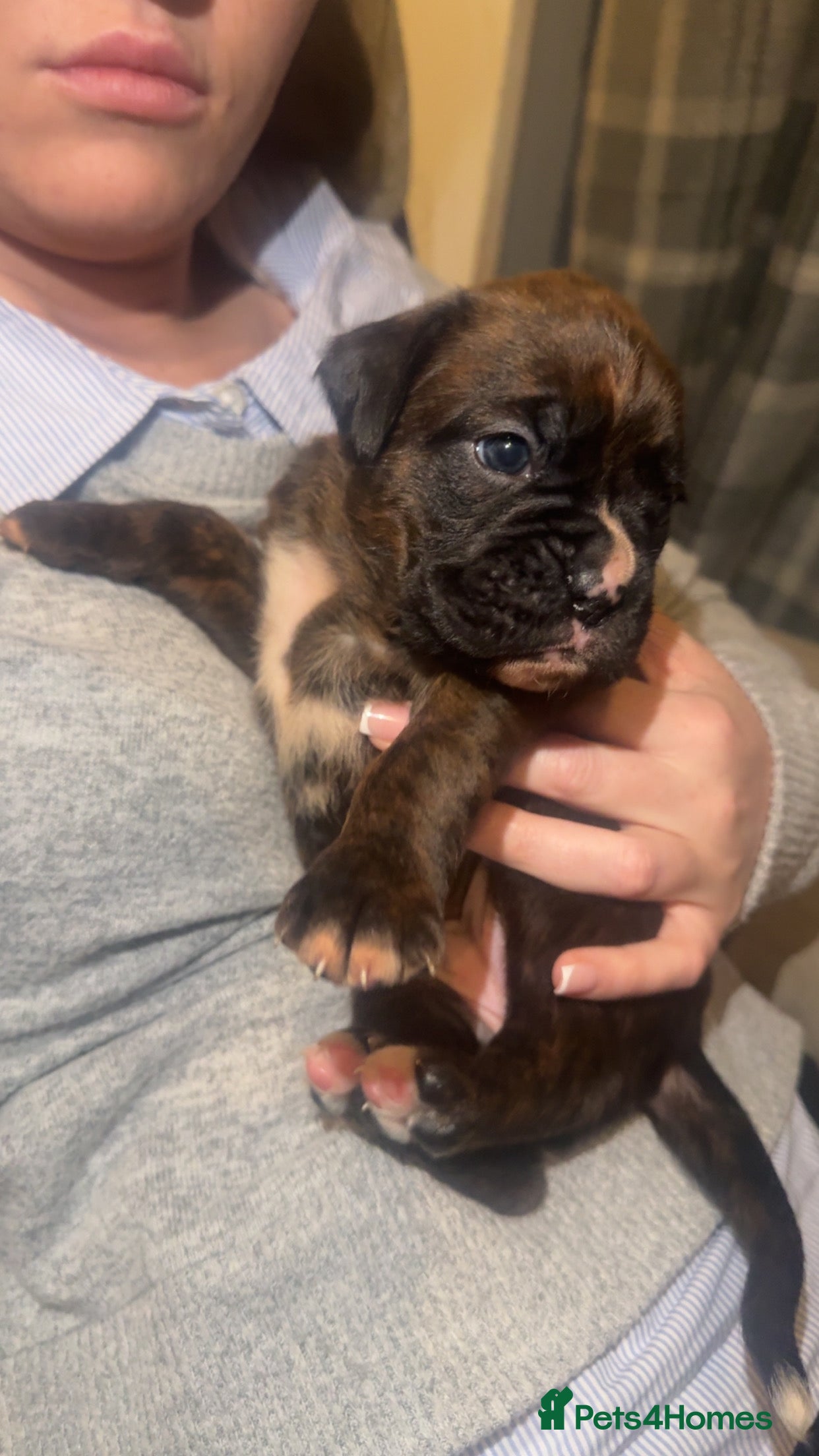 Boxer dogs Beautiful litter of 6 Pedigree Boxer Puppies  - Advert 4