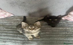 Mixed Breed cats for sale: 2 adorable kittens for sale  - Image 3