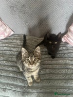 Mixed Breed cats - Advert 7