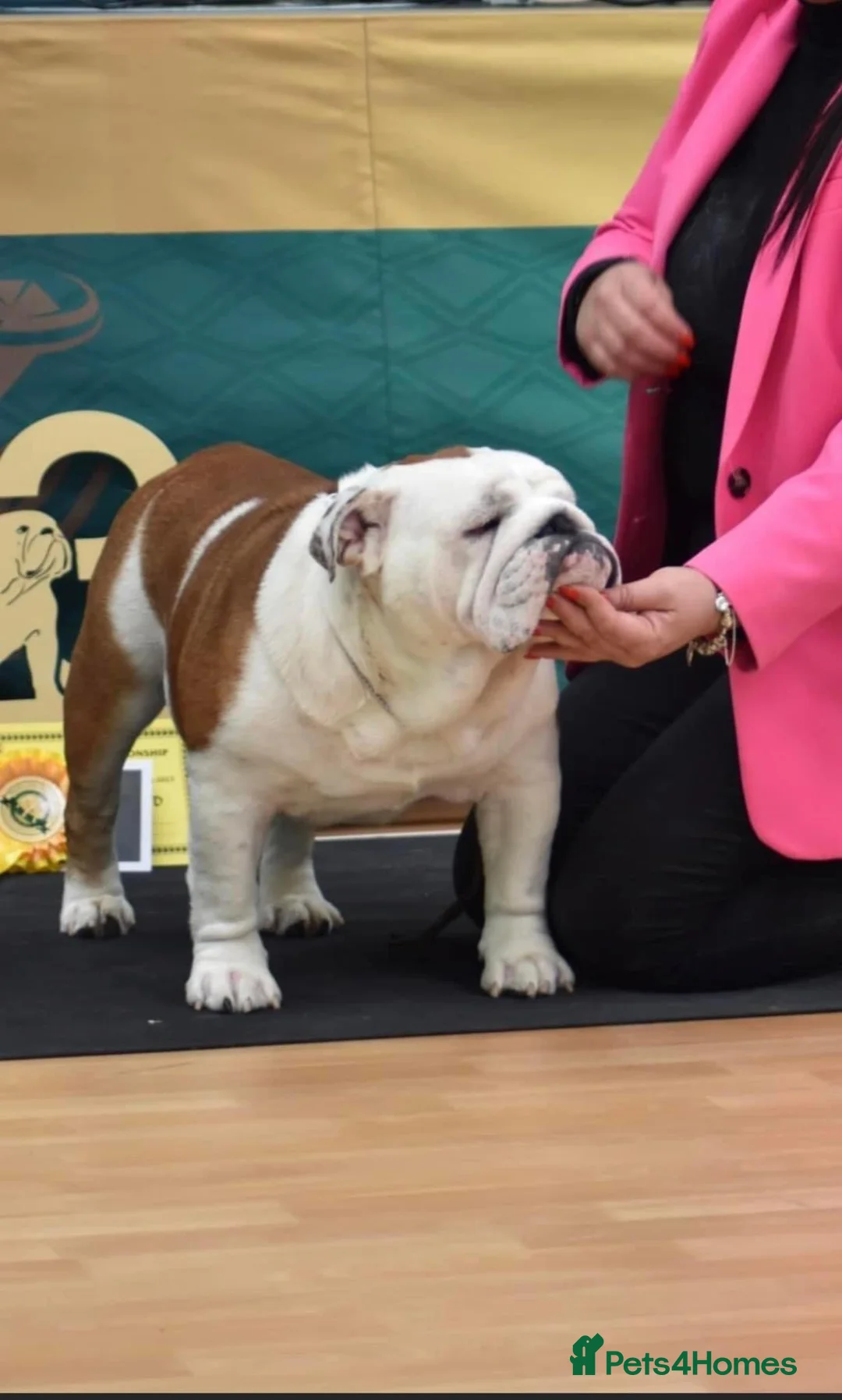 English Bulldog dogs for stud: TRUE TO TYPE - STANDARD - At Stud  in Ilkeston - Advert 7