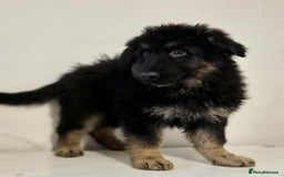 German Shepherd dogs for sale: German shepherd pups  - Image 13