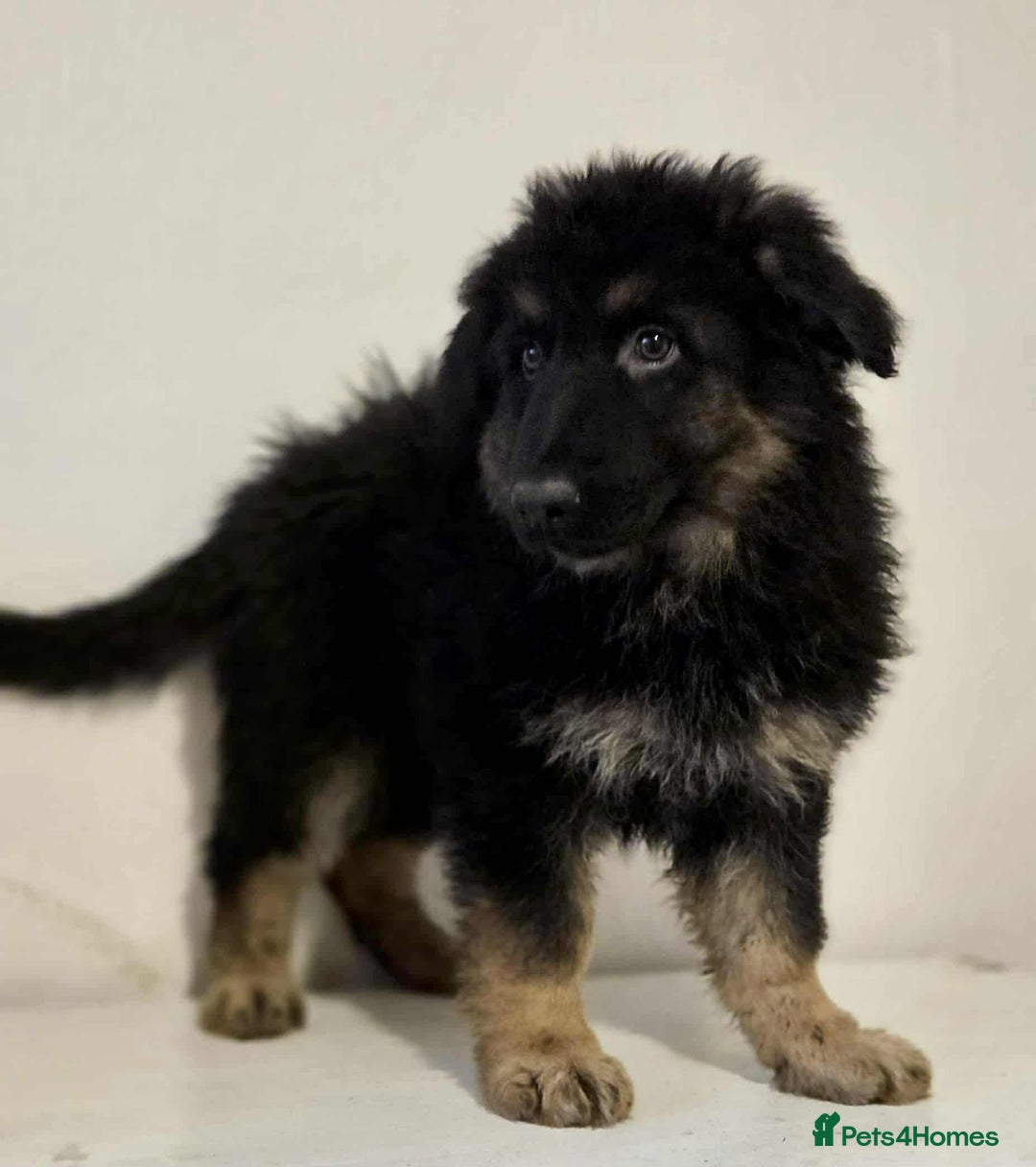 German Shepherd dogs for sale: German shepherd pups  - Image 13