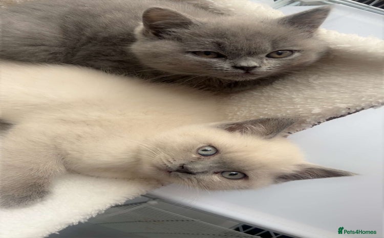 British Shorthair cats - Advert 8