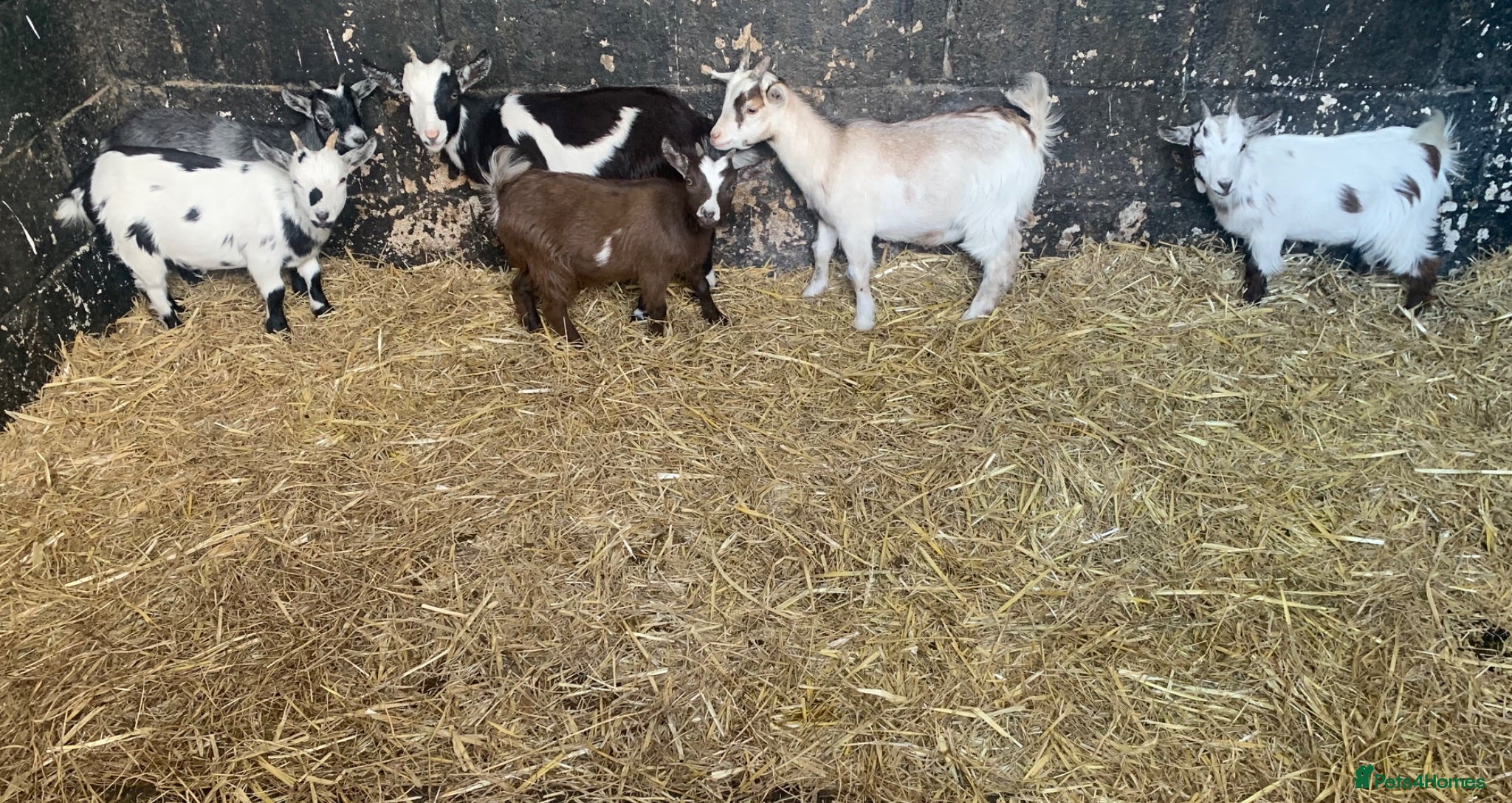 Goats livestock Pygmy goats  - Advert 4